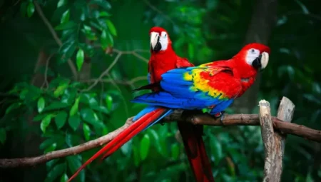 Exotic Pets: Different Bird Species and Their Characteristics