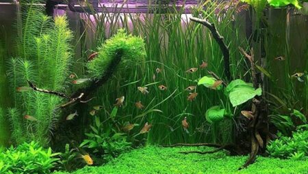 Aquarium Plants: How to Create Your Underwater Garden?