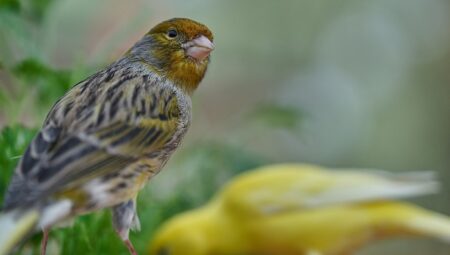Canary Birds: Easy Care and Beautiful Songsters as House Companions