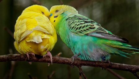 Budgies: Colorful and Charming Housemates – A Comprehensive Guide