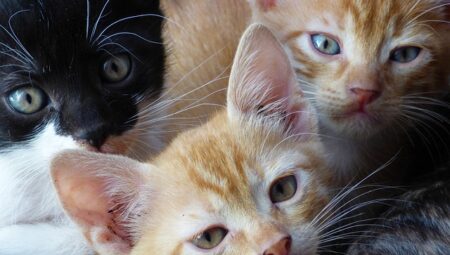 Ensuring Feline Wellness: A Guide to Cat Diseases and First Aid Tips