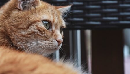 Winter Preparations for Cats: Tips for a Healthy and Happy Feline