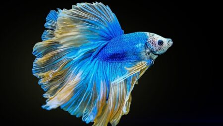 Tranquil Beauties in Still Waters: All You Need to Know About Betta Fish