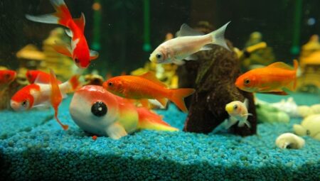 Aquarium Water Quality Management and Filtration Systems