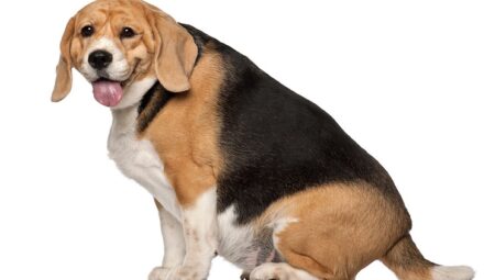 Obesity in Domestic Animals and Its Impact on Health