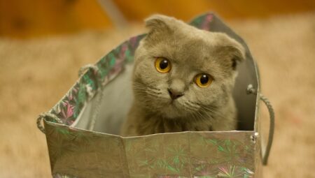 Discovering the Charms of Scottish Fold Cats: Care, Diet, and Playtime