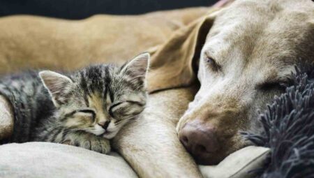Can cats and dogs infect humans?