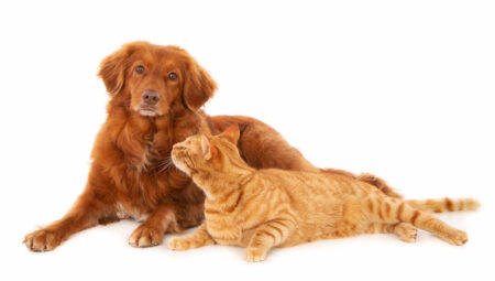 Understanding the Language of Cats and Dogs: How Our Furry Friends Communicate