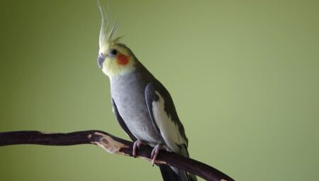 Promoting Natural Behaviors of Pet Birds: Flight, Molting and Bathing