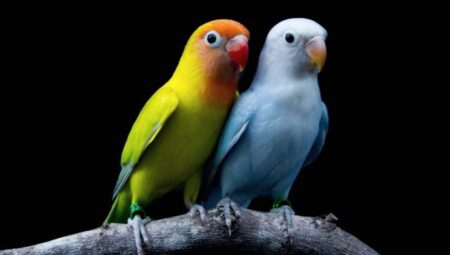 Gender Determination and Gender-Specific Behaviors in Pet Birds