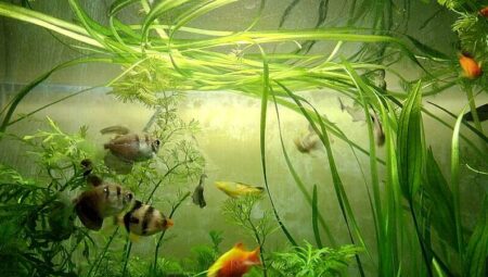 Why Choosing the Right Aquarium for Your Pet Fish is Crucial?