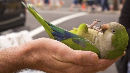 Quaker Parrots: Enchanting Talkers