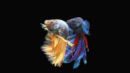 What are the most common pet fish diseases? How can you protect your fish from diseases?