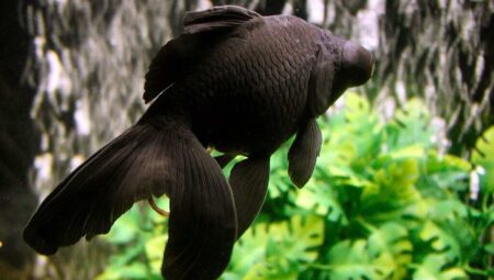 What black fish can be preferred for the aquarium at home? All details about black fish