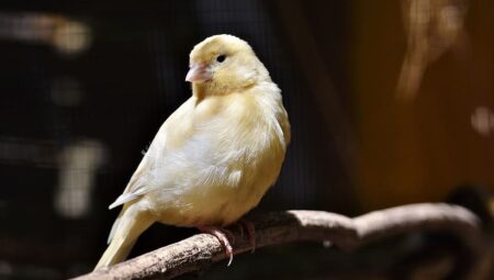 Canary singing tips: Unlocking the melodic beauty of your pet canary