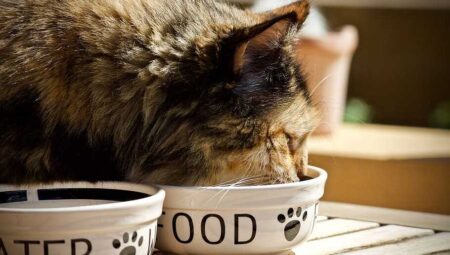 The Best Cat Food Brands for Indoor Cats: How to Keep Your Feline Friend Healthy and Happy