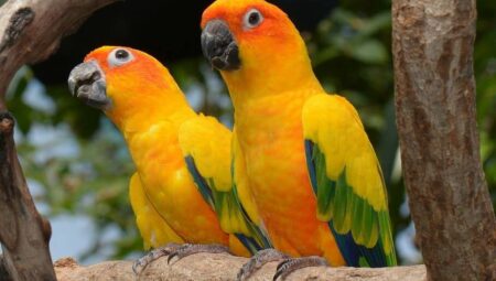 Exploring the Personality and Care of Conure Parrots