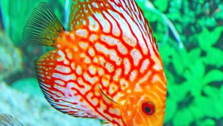 Tropical Fish Species for Beginners: A Detailed Introduction to Aquarium Fishkeeping
