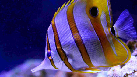 Are Tropical Fish Easy to Keep? A Beginner’s Guide