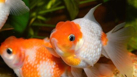 A Comprehensive Guide to Pet Fish Breeds…Let’s get to know domestic fish species closely