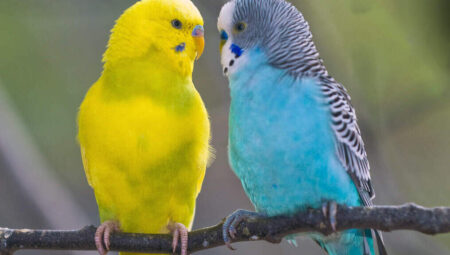 Lovebirds as Family Pets: A Feathered Delight