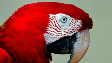 What those who want to have a Macaw bird should know…