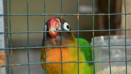 Clean Cages, Happy Birds: The Vital Role of Cage Cleaning in Avian Care
