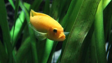 Why pet fish die: common causes and prevention