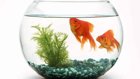 Fun and Funny Pet Fish Names: Adding a Splash of Humor to Your Aquarium