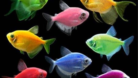 Beginner Aquarium Fish: Finding the Perfect Fish for Your Tank