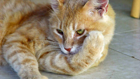 Do cats feel abandoned and traumatized when given away?