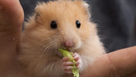 Answers to all your questions about cute and easy-care hamsters