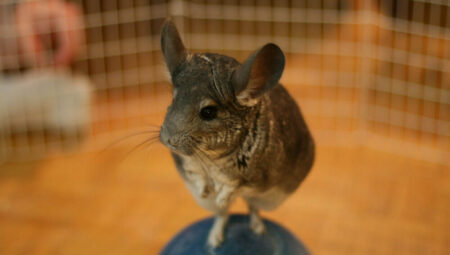 Chinchilla Care:  Nutrition, Care and Considerations