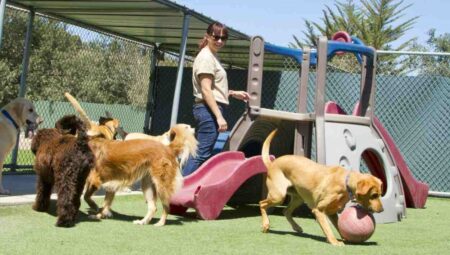 Preparing for Dog Daycare: A Comprehensive Guide