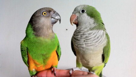 A Closer Look at Senegal Parrots and Quaker Parrots