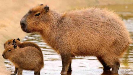Care and characteristics of Capybaras as pets