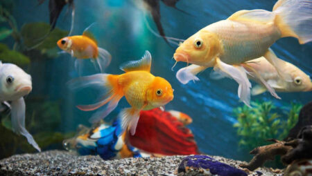 Which freshwater fish can live together?