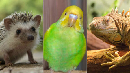 What to know about the care and adoption of exotic pets
