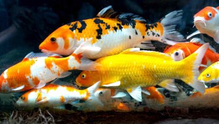 Answers to all questions about Koi Fish