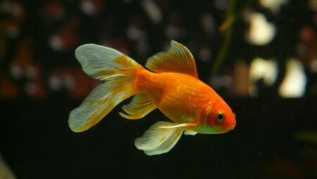 What Are Common Goldfish Diseases and Treatments?