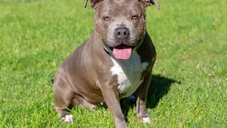 A Comprehensive Guide for Pit Bull Breeding Enthusiasts