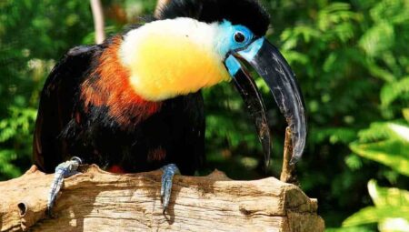 How to Ideally Care for Your Pet Toucan?
